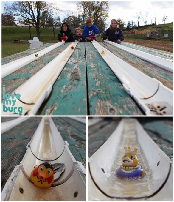 Back home on the farm duck races