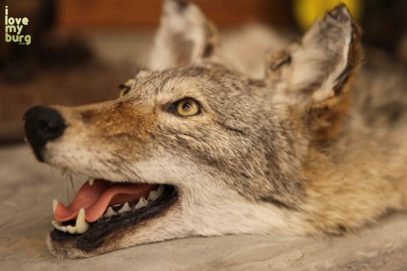 Back home on the farm taxidermy