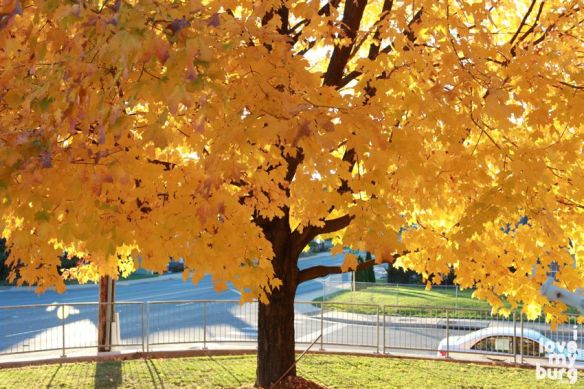 burg2013-11-01 17.33.45