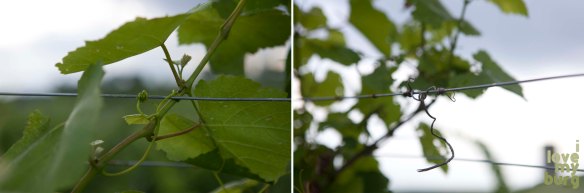 CrossKeys Vineyard, Cross Keys, Virginia