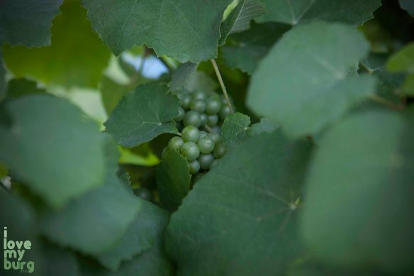 CrossKeys Vineyard, Cross Keys, Virginia